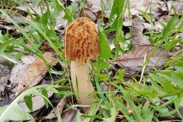 Будьте бдительны: опасность весенних грибов