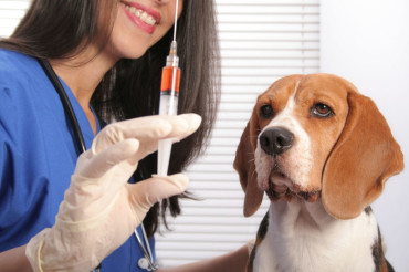 В Колодищах пройдет бесплатная вакцинация домашних животных от бешенства