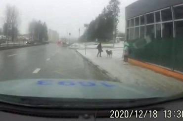 СТВ: в Колодищах патруль Департамента охраны спас школьника от напавшей на него собаки