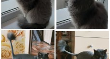 Стрижка котов с выездом на дом!