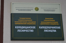 Колодищанское лесничество "Боровлянский спецлесхоз…