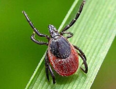 Обработка участков от клещей