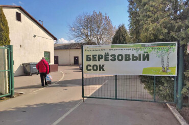 Минский лесхоз начал реализацию березового сока