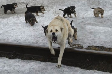 В Миноблисполкоме взяли на контроль  вопрос по отлову собак в Колодищах