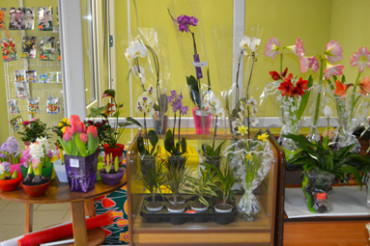 Магазин «МАЛЬВА-СЕМЕНА» в Колодищах предлагает живые и горшечные цветы, семена в ассортименте