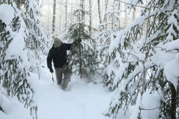 В лесах Беларуси выставлены ловушки и посты против незаконной вырубки елей перед Новым годом
