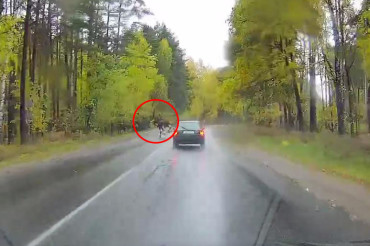 В Колодищах лось перебежал дорогу перед автомобилем и попал на видео
