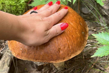 Фото самых больших грибов, найденных в этом сезоне жителями Колодищ