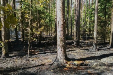 В лесфонде Колодищанского лесничества установлен 4-й класс пожароопасности