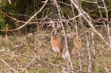 В Старине сняли на видео зайцев, разгуливающих по жилой улице