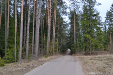 В Минском районе снят запрет на посещение лесов
