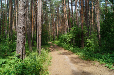 В Минском районе снят запрет на посещение лесов