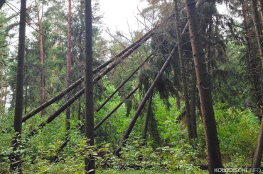 Колодищанский лес оказался в числе наиболее пострадавших от стихии в Минской области