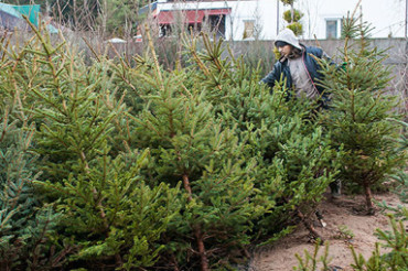 Сколько стоят Новогодние елки в питомнике растений, который расположен в Колодищах