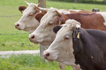 На территории Колодищанского сельсовета проведут туберкулинизацию крупнорогатого скота