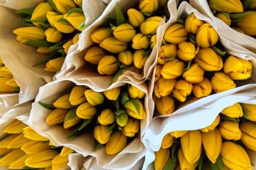 В Колодищах открылась еще одна точка со свежими тюльпанами - 4 рубля за штуку