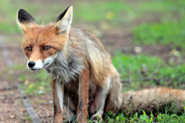 Жители Колодищ сообщают, что по поселку бродит лиса, возможно бешеная