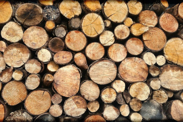 ​В спецлесхозе разъяснили порядок приобретения дров в лесничествах Минского района