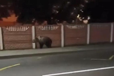 В Колодищах сняли на видео медведя, гуляющего по тротуару возле ул. Военный городок
