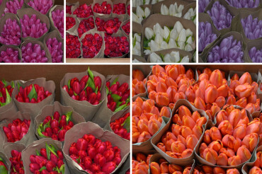 В Колодищах по улице Культурная продают тюльпаны и гвоздики в широком ассортименте. Узнали цены