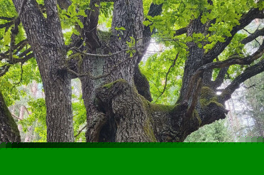 Старый дуб с ожогом от молнии растет на окраине Колодищ. Смотрите, как он выглядит