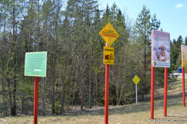 В Минском районе введен временный запрет на посещение лесов 