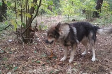 В лесу в Колодищах найдена привязанная к дереву собака