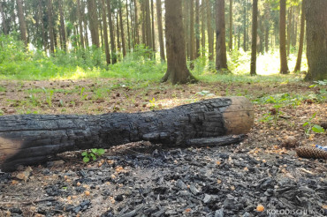 В Минском районе введен запрет на посещение лесов. Фиксируются возгорания, в том числе в Колодищанском лесничестве