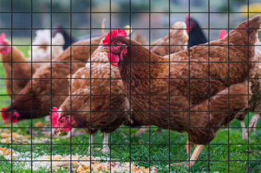 В Колодищах жителям выдадут вакцины от болезни Ньюкасла домашней птицы