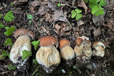 Начало сезона многообещающее. Смотрите, какие грибы находят в колодищанских лесах