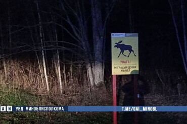 Под Смолевичами Audi Q7 столкнулся с лосем: пассажир погиб, водитель в больнице