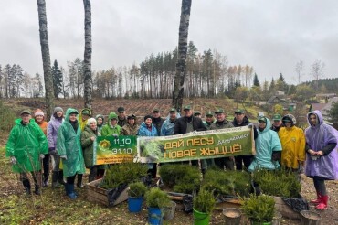 В Колодищах высадили 5600 саженцев на пострадавшей от урагана территории