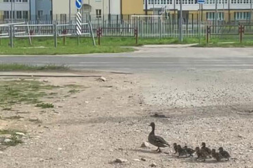В Колодищах сняли на видео утку, которая вела утят к школе