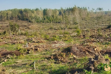 Как и когда будут восстанавливать пострадавший от урагана лес в Колодищах рассказал директор спецлесхоза