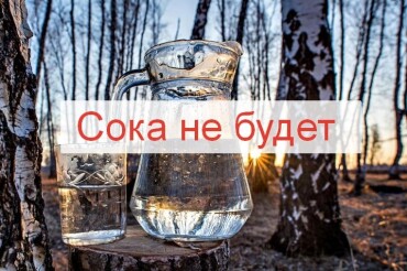 Продажа березового сока 15 апреля в Колодищах отменяется