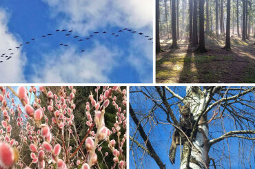 Лесные цветы, возвращение птиц и много котов - подборка мартовских фото от подписчиков в Telegram