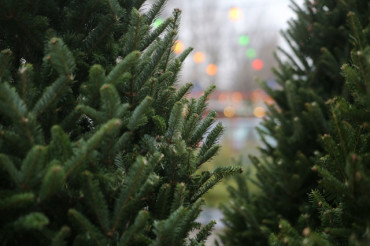 Озвучены цены на новогодние ёлки от лесхозов в Минске и области