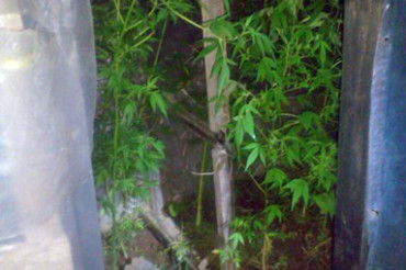 44-летний минчанин на усадьбе своих родителей в Колодищах занимался выращиванием марихуаны