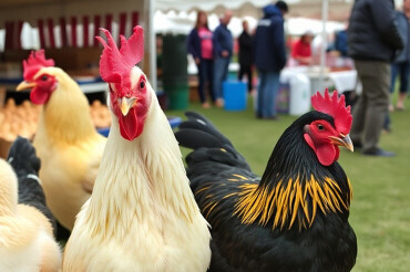 На ярмарочную площадку 28 марта привезут породистую птицу, березовый сок и многое другое