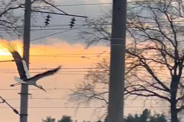 Посмотрите, какое красивое видео с летящим аистом сняли в Колодищах