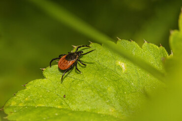 В клеще из Колодищанского леса нашли возбудитель опасной инфекции