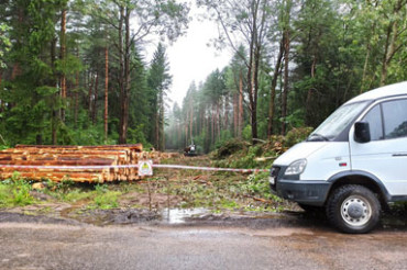 Возле застройки Колодищи-2 вырубают лес под строительство газопровода