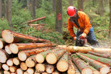 Минлесхоз опубликовал памятку по реализации деловой древесины физическим лицам