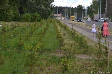 Вдоль улицы Тюленина в Колодищах высадили более тысячи хвойных деревьев