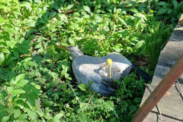 В Глебковичах нашли травмированную серую цаплю. Ее состояние критическое
