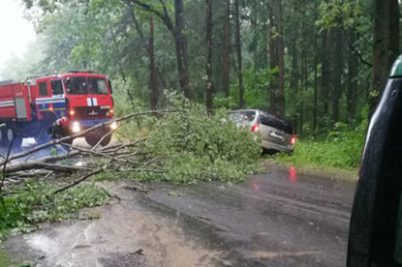 По дороге на Старину завалило два дерева, одно из них едва не упало на проезжавший мимо автомобиль
