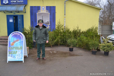 В Колодищах открылся елочный базар Смолевичского лесхоза