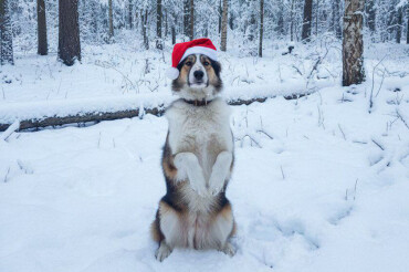 Жители Колодищ делятся забавными снимками домашних питомцев