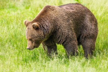 Что делать при встрече с медведем? Госинспекция охраны животного и растительного мира выпустила рекомендации