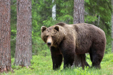 В Беларуси для решения проблемы с бурыми медведями планируют "изымать некоторое количество зверя"